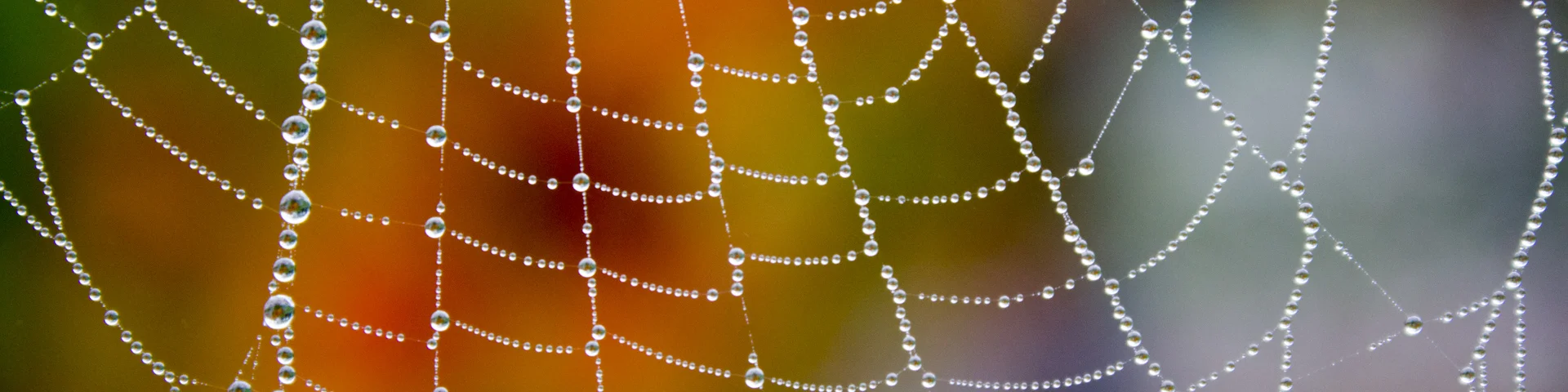 Perles de rosée sur la toile d'araignée