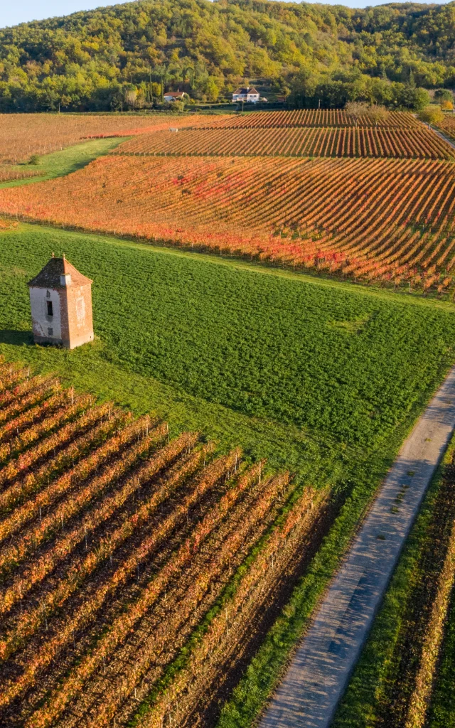 Vignoble et maison de vigne à Albas en automne