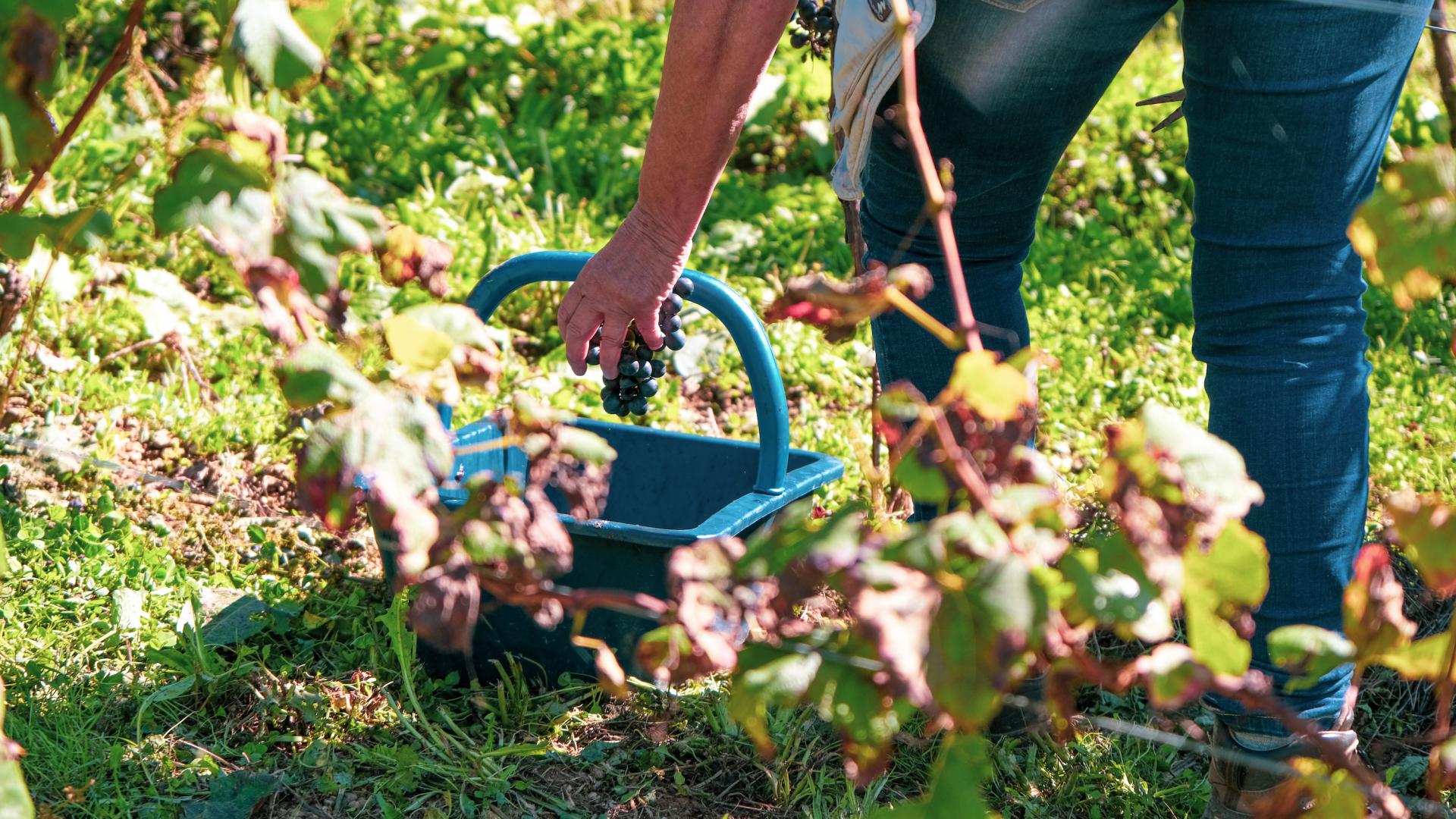 Les vignobles du Lot | Tourisme Lot