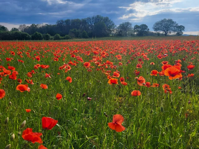 Champs de coquelicots